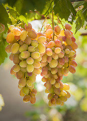 Image showing Bunches of grapes growing on vines