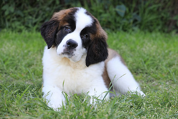 Image showing Saint Bernard Puppy With Sweet Expression