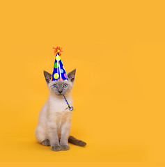 Image showing Cut Siamese Party Cat Wearing Birthday Hat