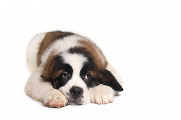 Image showing Saint Bernard Puppy With Sweet Expression