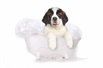 Image showing Saint Bernard Puppy With Sweet Expression