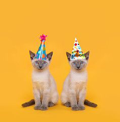 Image showing Cut Siamese Party Cats Wearing Birthday Hats