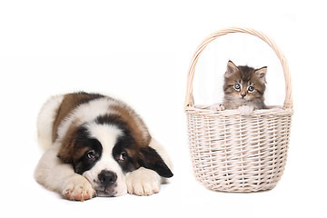 Image showing Cute Saint Bernard Puppy Watching Kitten in a Basket