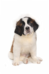 Image showing Saint Bernard Puppy With Sweet Expression