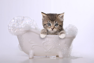 Image showing Cute Adorable Kitten Perfect for a Calendar