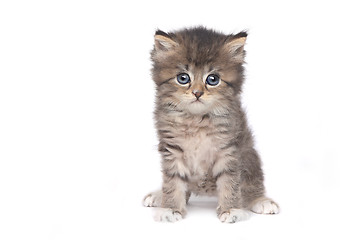 Image showing Cute Adorable Kitten Perfect for a Calendar