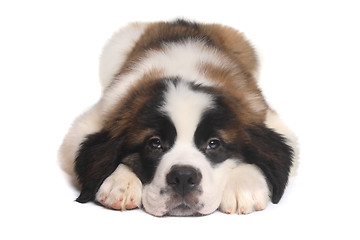 Image showing Saint Bernard Puppy With Sweet Expression