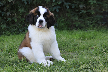 Image showing Saint Bernard Puppy With Sweet Expression