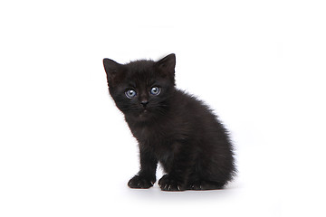 Image showing Cute Adorable Kitten Perfect for a Calendar