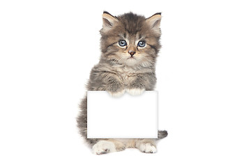 Image showing Cute Adorable Kitten Perfect for a Calendar