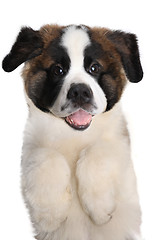 Image showing Saint Bernard Puppy With Sweet Expression