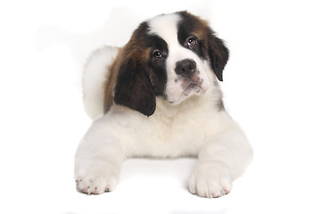 Image showing Saint Bernard Puppy With Sweet Expression