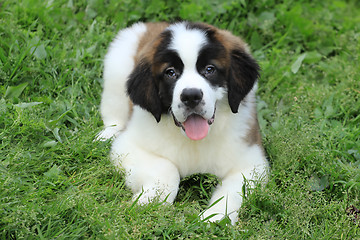 Image showing Saint Bernard Puppy With Sweet Expression