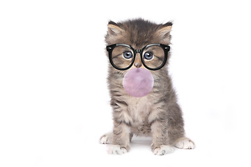 Image showing Nerd Kitten