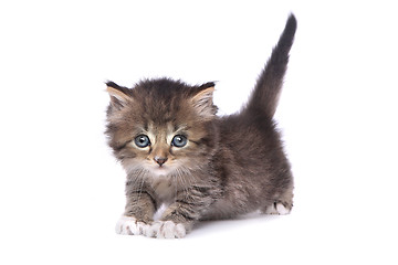 Image showing Cute Adorable Kitten Perfect for a Calendar