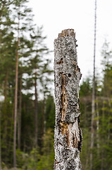 Image showing Old weathered birch stump