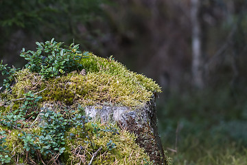 Image showing Old moss-covered tree stump