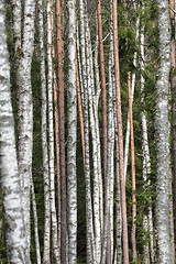 Image showing Pattern of tree trunks