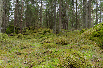 Image showing Mossy coniferous  forest ground