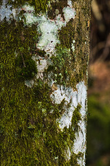 Image showing Moss covered tree trunk