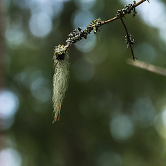 Image showing Beard moss on a twig