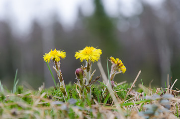 Image showing Coltsfoot flowers closeup