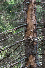 Image showing Big damaged spruce tree