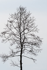 Image showing Single bare alder tree