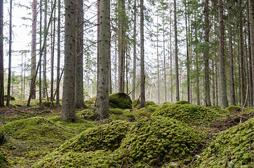 Image showing Moss covered ground in a spruce tree forest