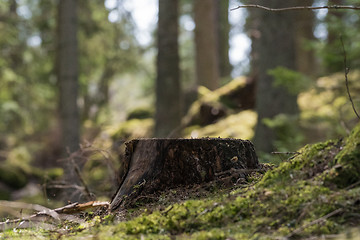 Image showing Tree stump in a green forest
