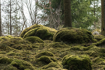 Image showing Soft mossy forest ground