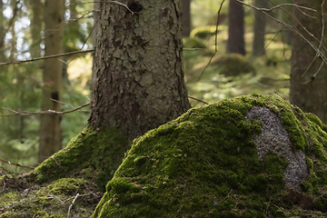 Image showing Green mossy forest ground