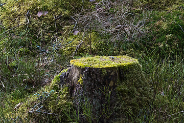 Image showing Old moss-grown tree stump