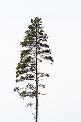 Image showing Single growing pine tree