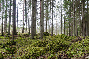 Image showing Spruce trees in a mossy coniferous forest