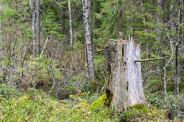 Image showing Old weathered tree stump