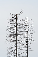 Image showing Two dead trees silhouettes