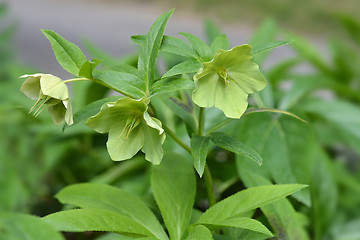 Image showing Lenten Rose