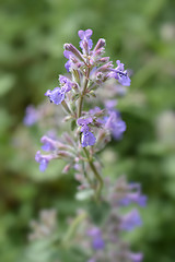 Image showing Catnip flowers