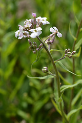 Image showing Sweet rocket flowers