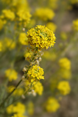 Image showing Yellow alyssum