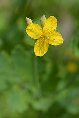 Image showing Greater celandine