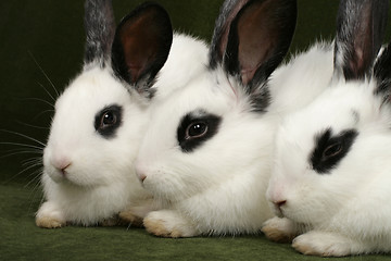Image showing three rabbits