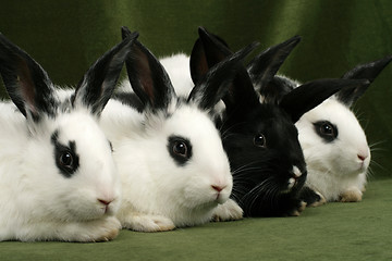 Image showing four rabbits