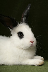 Image showing rabbit portrait