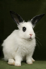 Image showing portrait of a rabbit