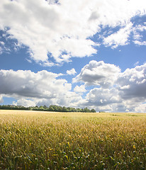 Image showing Corn Field