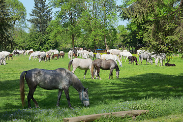 Image showing Herd of horses on the field