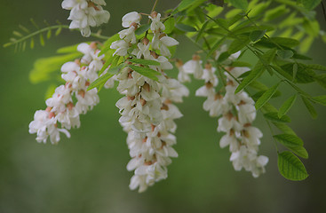 Image showing Branch of Acacia Flowers in spring time