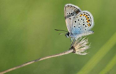 Image showing Polyommatus bellargus, Adonis Blue butterfly 